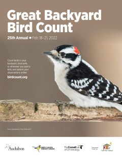 Downy-Woodpecker-Poster_2022